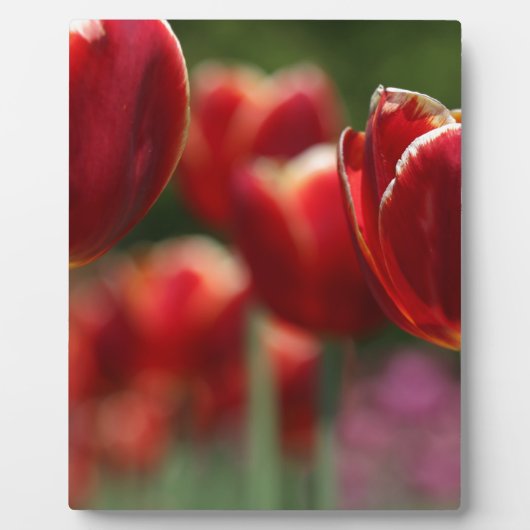 Tulips Fotoplatte (Vorderseite)