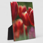 Tulips Fotoplatte (Seite)