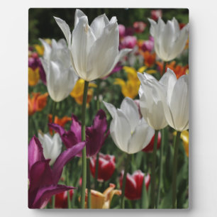 Tulips Fotoplatte