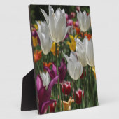 Tulips Fotoplatte (Seite)