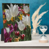 Tulips Fotoplatte (Seite)