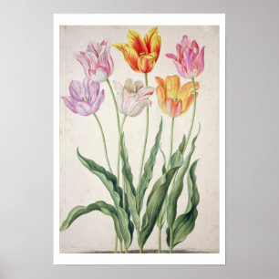 Tulips, from the 'Nassau Florilegium' (w/c on pape Poster