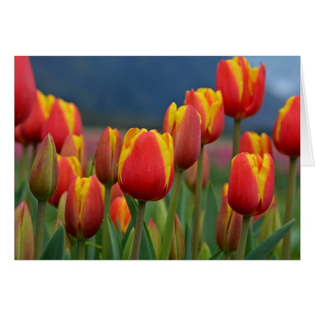 Tulips für die Mama (Vorderseite (Horizontal))