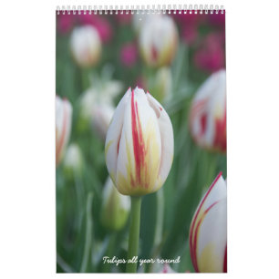 Tulips ganzjährig kalender
