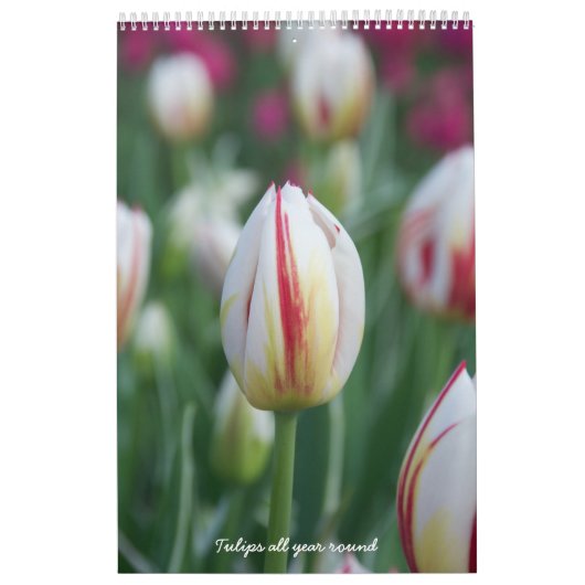 Tulips ganzjährig kalender (Titelbild)