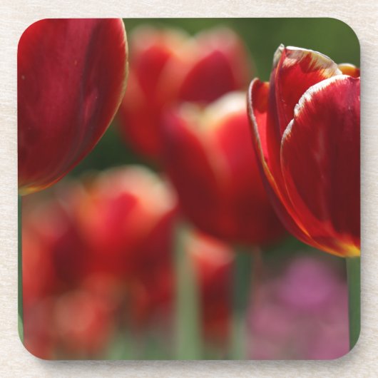 Tulips Getränkeuntersetzer (Vorderseite)
