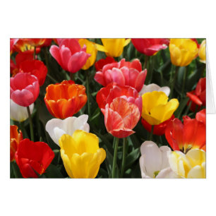 Tulips Grußkarte