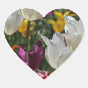 Tulips Herz-Aufkleber