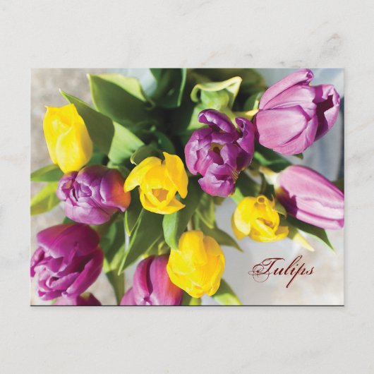 Tulips im Frühling Postkarte (Vorderseite)