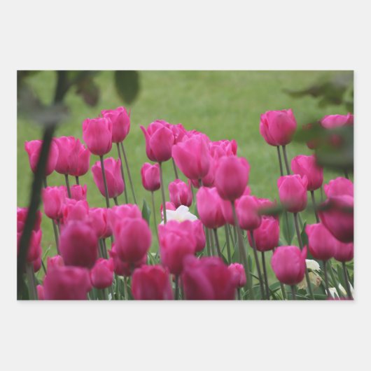 Tulips im Palais Royal Geschenkpapier Set (Vorderseite)