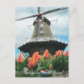 Tulips in Holland Postcard Postkarte (Vorderseite)