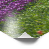 Tulips in Keukenhof Gardens, Amsterdam, 2 Fotodruck (Ecke)