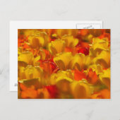 Tulips in Keukenhof Gardens, Amsterdam, 2 Postkarte (Vorne/Hinten)