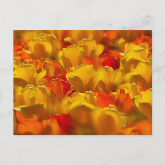 Tulips in Keukenhof Gardens, Amsterdam, 2 Postkarte (Vorderseite)