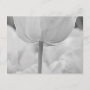 Tulips in Keukenhof Gardens, Holland. Postkarte