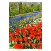 Tulips in Wäldern (Vorne)