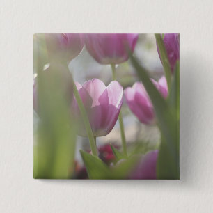 Tulips, Keukenhoff Gardens, Niederlande. Button