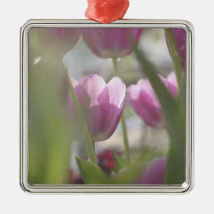 Tulips, Keukenhoff Gardens, Niederlande. Ornament Aus Metall