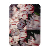 Tulips Magnet (Vertikal)