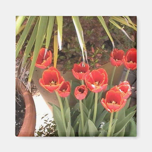 Tulips Magnet (Vorne)