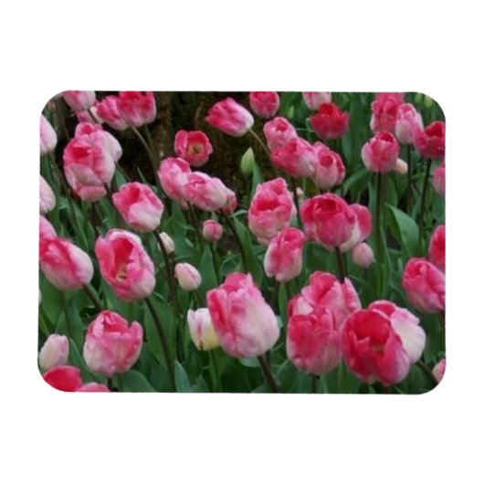 Tulips Magnet (Horizontal)
