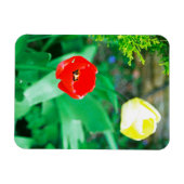 Tulips Magnet (Horizontal)