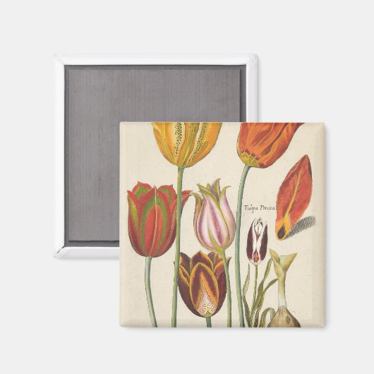 Tulips Magnet (Vorderseite/Rückseite)