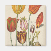 Tulips Magnet (Vorne)