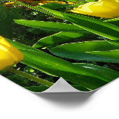 Tulips-Meer II Poster (Ecke)