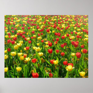 Tulips-Meer II Poster
