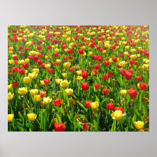 Tulips-Meer II Poster (Vorne)
