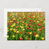 Tulips-Meer II Postkarte (Vorne/Hinten)