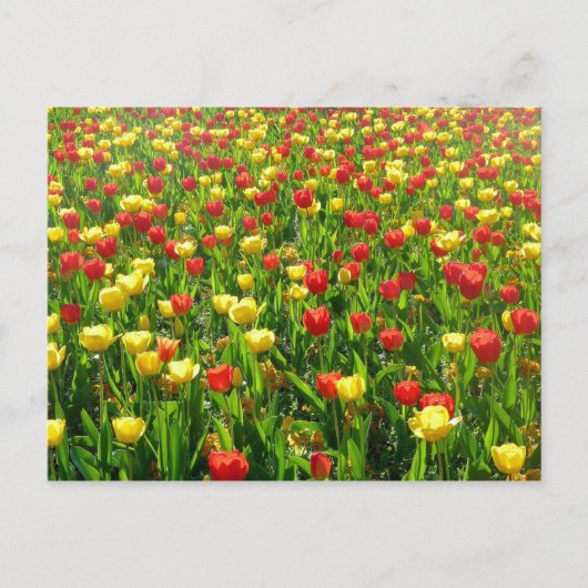 Tulips-Meer II Postkarte (Vorderseite)