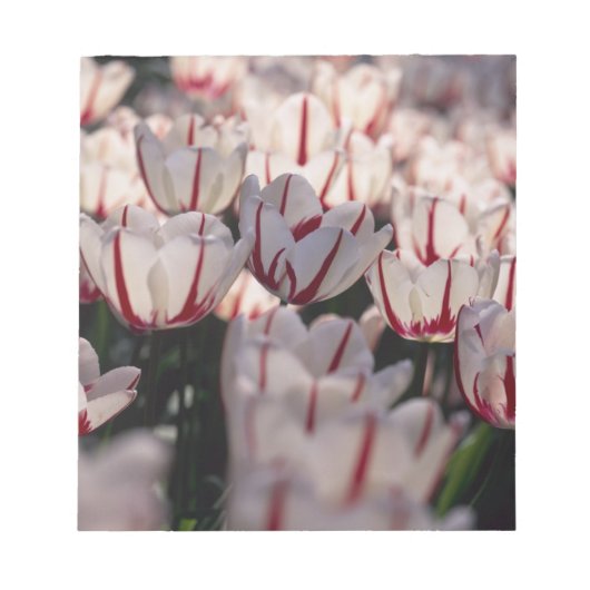 Tulips Notizblock (Vorderseite)