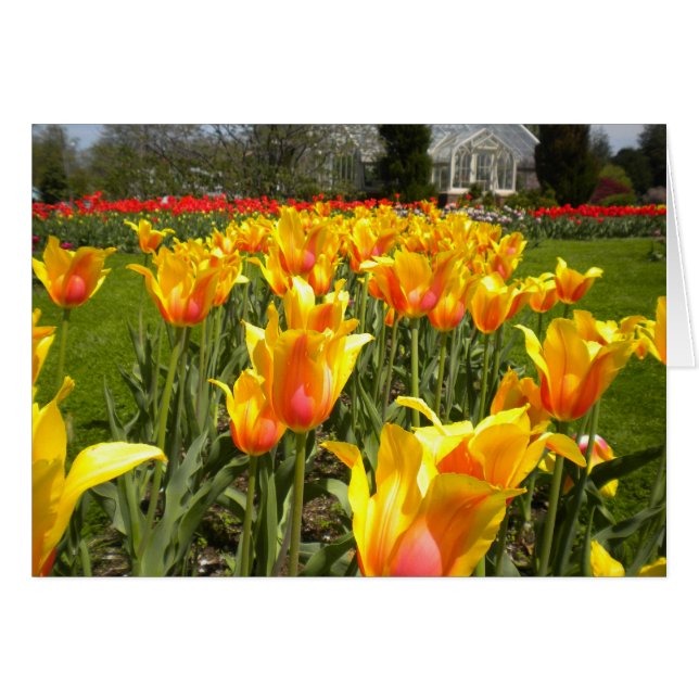 Tulips on Elizabeth Park (Vorderseite (Horizontal))