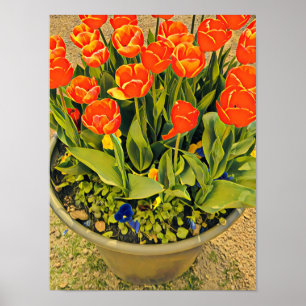 Tulips Orange Blume Festival Fotografie Poster