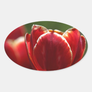 Tulips Ovaler Aufkleber