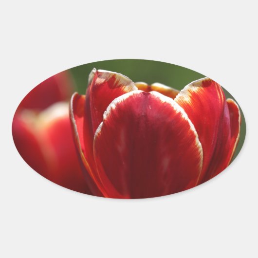 Tulips Ovaler Aufkleber (Vorderseite)