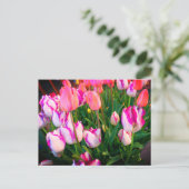 Tulips Peace Flame & Affaire #2 Postcard Postkarte (Stehend Vorderseite)