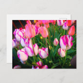 Tulips Peace Flame & Affaire #2 Postcard Postkarte (Vorne/Hinten)