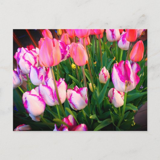 Tulips Peace Flame & Affaire #2 Postcard Postkarte (Vorderseite)