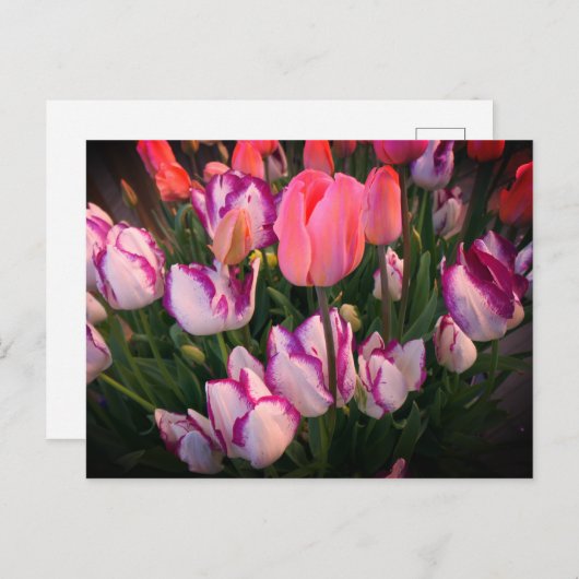 Tulips Peace Flame & Affaire Postcard Postkarte (Vorne/Hinten)