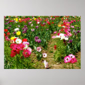 Tulips & Poppies Poster (Vorne)