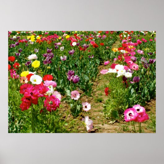 Tulips & Poppies Poster (Vorne)