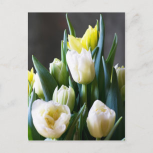 Tulips Postcard Postkarte