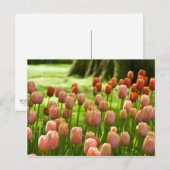 Tulips Postcard | Tulpen Postkarte (Vorne/Hinten)