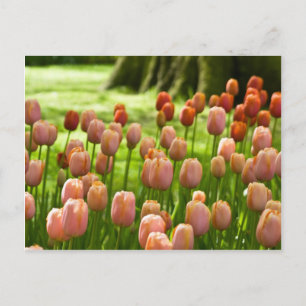 Tulips Postcard   Tulpen Postkarte