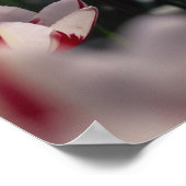 Tulips Poster (Ecke)