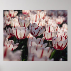 Tulips Poster