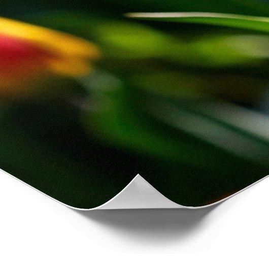 Tulips Poster (Ecke)